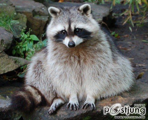 รวมภาพสัตว์สวยงามทั้งดุร้ายเเละน่ารักมาให้ดูคราบ