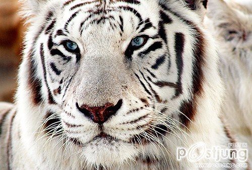 รวมภาพสัตว์สวยงามทั้งดุร้ายเเละน่ารักมาให้ดูคราบ