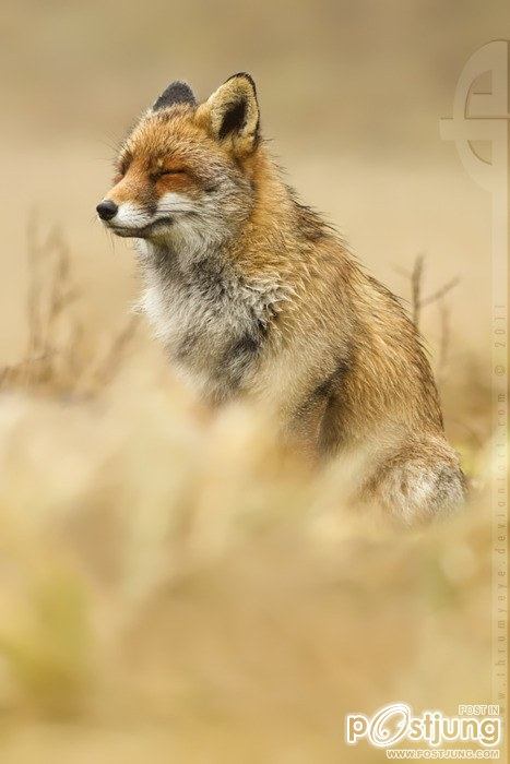 รวมภาพสัตว์สวยงามทั้งดุร้ายเเละน่ารักมาให้ดูคราบ