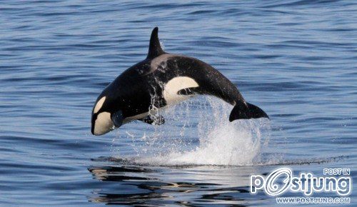 รวมภาพสัตว์สวยงามทั้งดุร้ายเเละน่ารักมาให้ดูคราบ