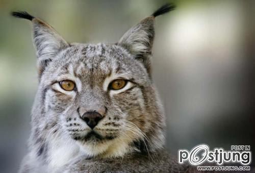 รวมภาพสัตว์สวยงามทั้งดุร้ายเเละน่ารักมาให้ดูคราบ