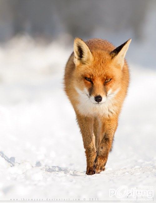 รวมภาพสัตว์สวยงามทั้งดุร้ายเเละน่ารักมาให้ดูคราบ