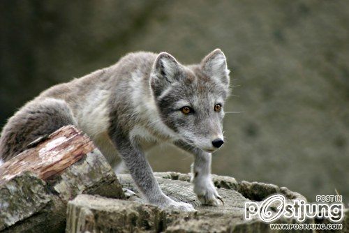 รวมภาพสัตว์สวยงามทั้งดุร้ายเเละน่ารักมาให้ดูคราบ