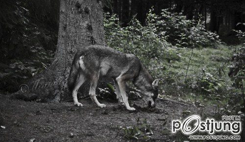 รวมภาพสัตว์สวยงามทั้งดุร้ายเเละน่ารักมาให้ดูคราบ