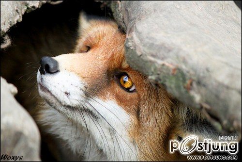 รวมภาพสัตว์สวยงามทั้งดุร้ายเเละน่ารักมาให้ดูคราบ