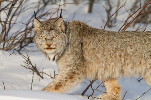 รวมภาพสัตว์สวยงามทั้งดุร้ายเเละน่ารักมาให้ดูคราบ