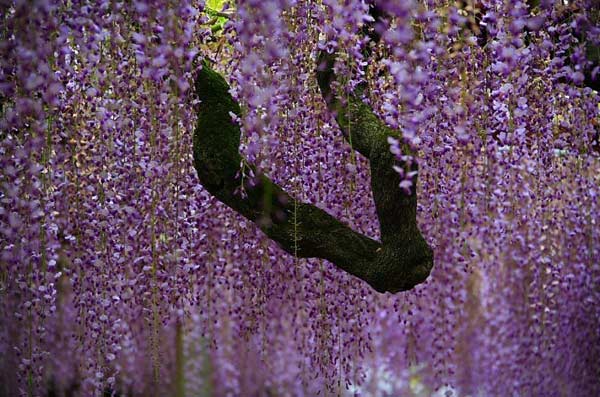 Wisteria หรือดอก Fuji รอชมที่เมืองไทยสักวัน >.<