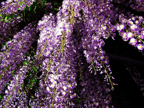 Wisteria หรือดอก Fuji รอชมที่เมืองไทยสักวัน >.<