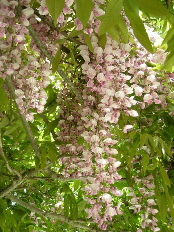 Wisteria หรือดอก Fuji รอชมที่เมืองไทยสักวัน >.<