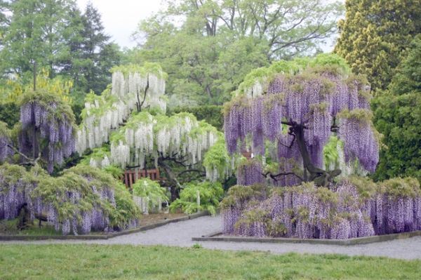 Wisteria หรือดอก Fuji รอชมที่เมืองไทยสักวัน >.<