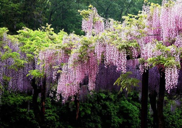 Wisteria หรือดอก Fuji รอชมที่เมืองไทยสักวัน >.<