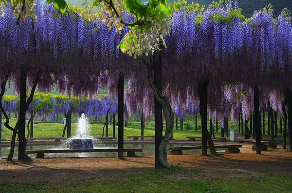 Wisteria หรือดอก Fuji รอชมที่เมืองไทยสักวัน >.<