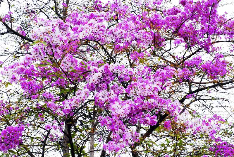 ธรรมชาติข้างถนนไทยไม่แพ้ชาติใดในโลก เที่ยวไทยคะ>.<