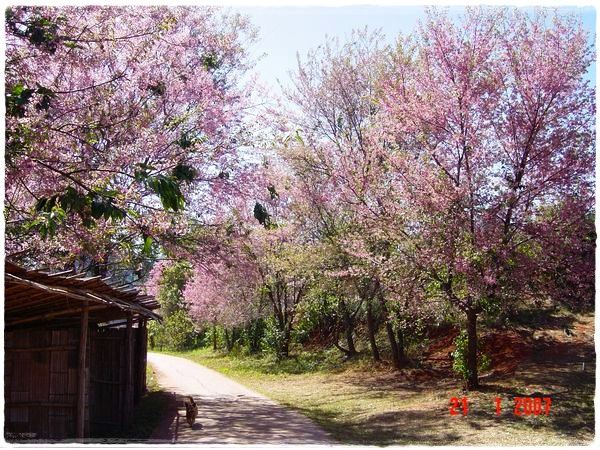 ธรรมชาติข้างถนนไทยไม่แพ้ชาติใดในโลก เที่ยวไทยคะ>.<