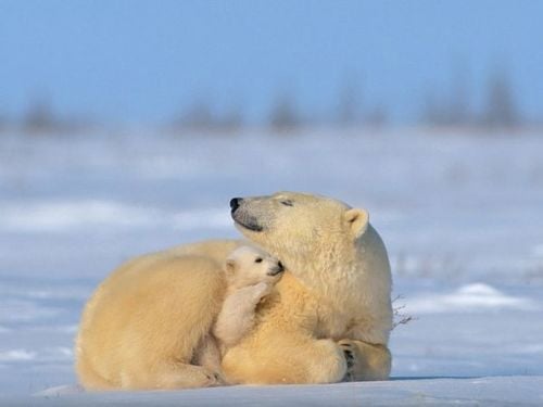 หมีขั้วโลก (polar bear)