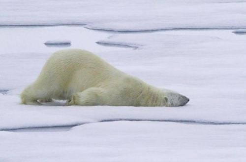 หมีขั้วโลก (polar bear)