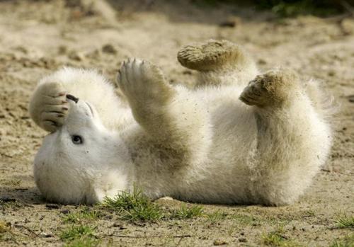 หมีขั้วโลก (polar bear)