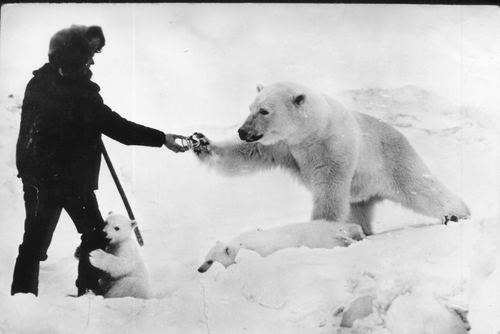 หมีขั้วโลก (polar bear)