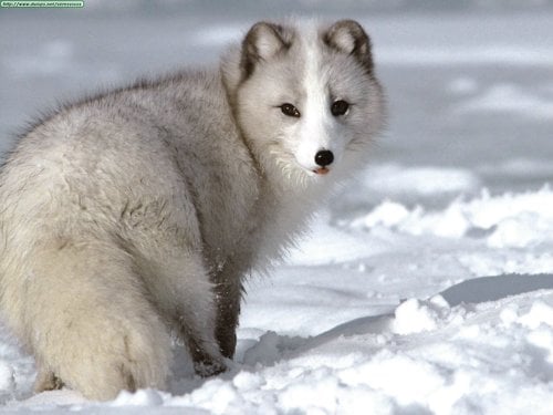 หมาจิ้งจอกอาร์กติก (Arctic fox)