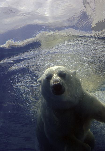 หมีขั้วโลก (polar bear)