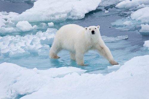 หมีขั้วโลก (polar bear)