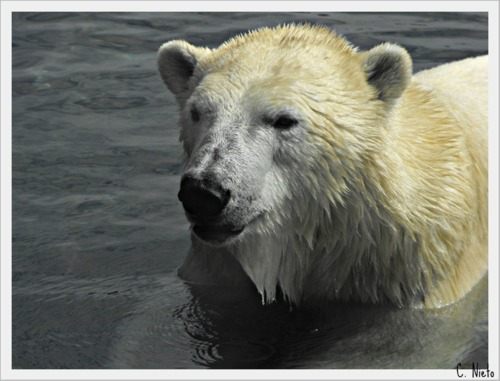 หมีขั้วโลก (polar bear)