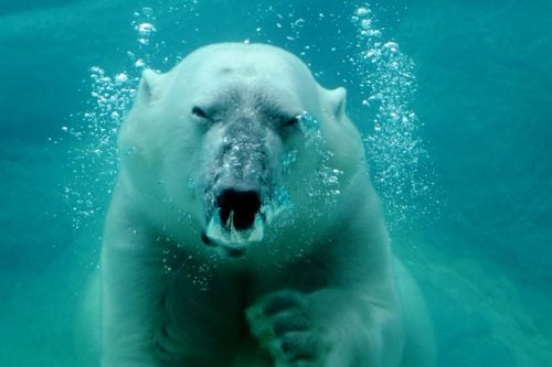 หมีขั้วโลก (polar bear)