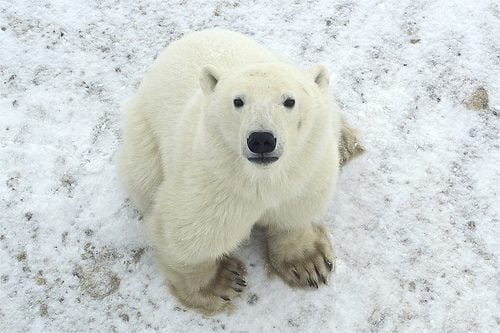 หมีขั้วโลก (polar bear)