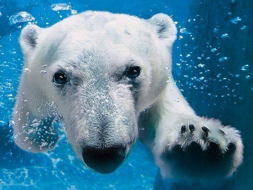 หมีขั้วโลก (polar bear)