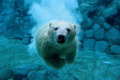 หมีขั้วโลก (polar bear)