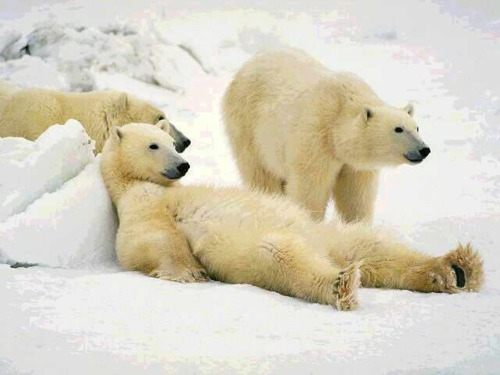 หมีขั้วโลก (polar bear)