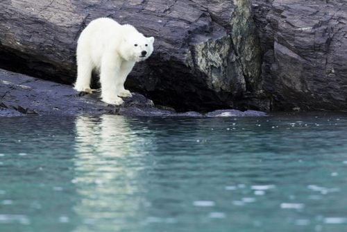 หมีขั้วโลก (polar bear)