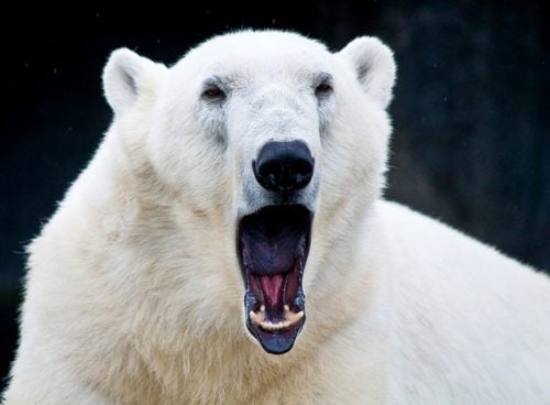 หมีขั้วโลก (polar bear)