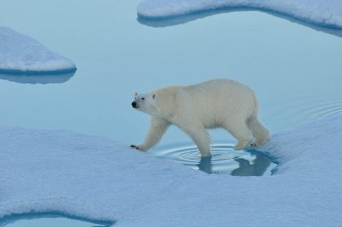 หมีขั้วโลก (polar bear)