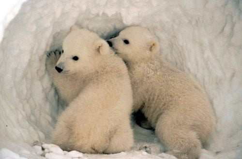 หมีขั้วโลก (polar bear)