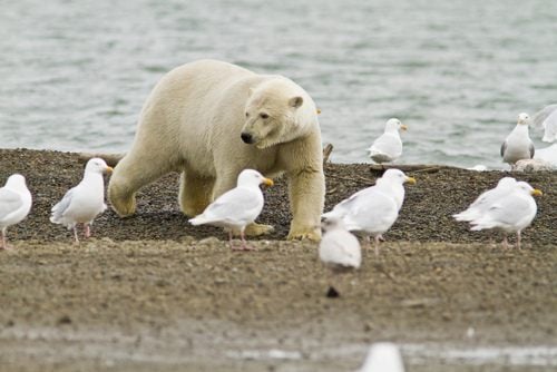 หมีขั้วโลก (polar bear)