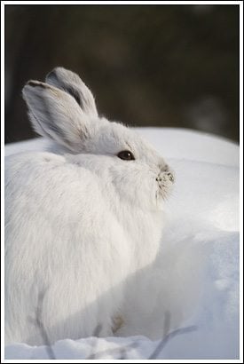 กระต่ายป่าสีขาว (white hare)