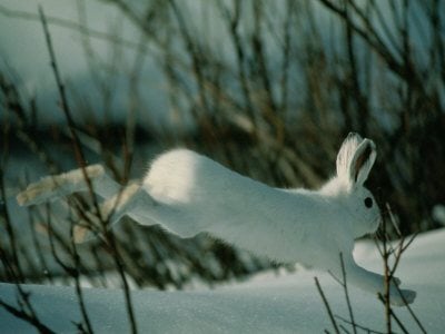 กระต่ายป่าสีขาว (white hare)