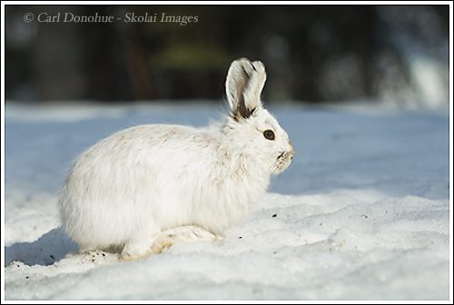 กระต่ายป่าสีขาว (white hare)