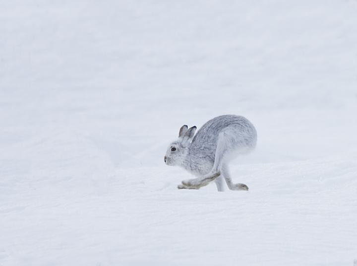 กระต่ายป่าสีขาว (white hare)