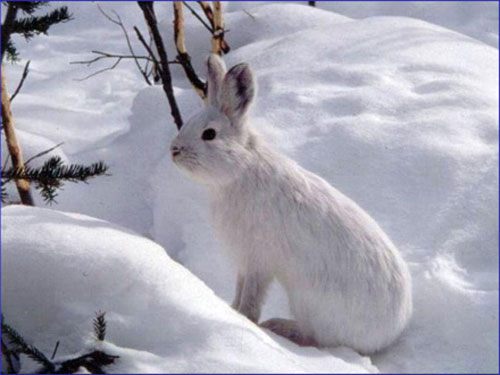 กระต่ายป่าสีขาว (white hare)