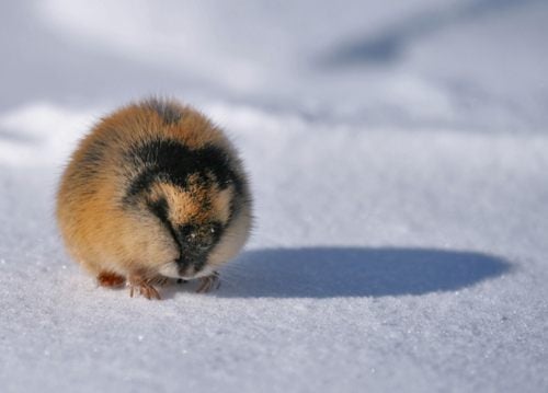 ตัวเลมมิง (lemming)