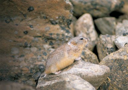 ตัวเลมมิง (lemming)