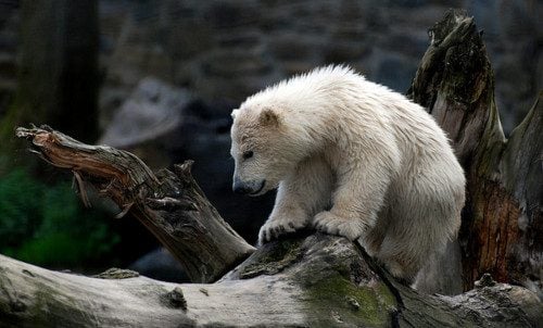 หมีขั้วโลก (polar bear)