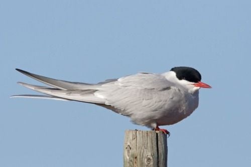 นกนางนวลอาร์กติก (Arctictern)