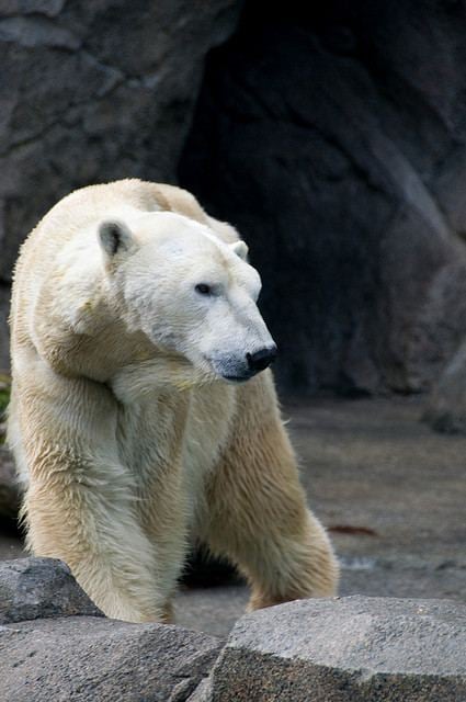 หมีขั้วโลก (polar bear)