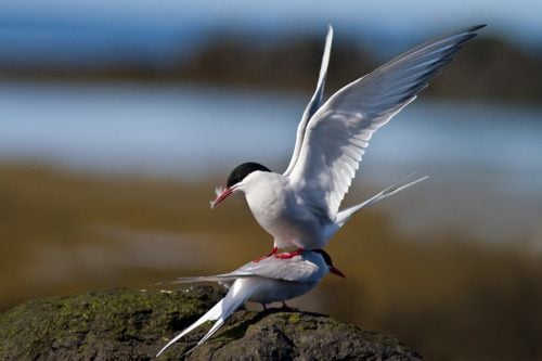 นกนางนวลอาร์กติก (Arctictern)