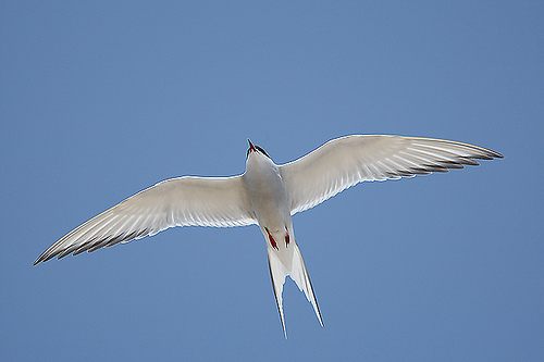 นกนางนวลอาร์กติก (Arctictern)