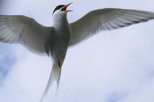 นกนางนวลอาร์กติก (Arctictern)