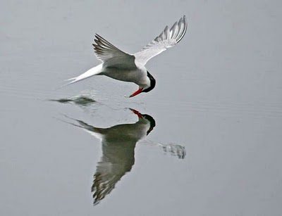 นกนางนวลอาร์กติก (Arctictern)